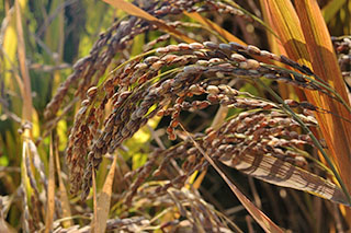 観賞用稲の「紫稲」