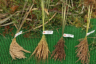 左から観賞用稲の「朝紫」、「ベニロマン」、「紫稲」、「関東観207号」。