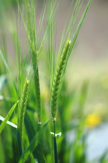 機能性が期待できる食物繊維β-グルカンを多く含む二条裸麦「ビューファイバー」。