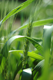 関東～東海での栽培に適した多収のパン用小麦「ユメシホウ」。