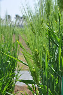 関東地方を中心に作付けされている晩生の精麦用六条大麦「シュンライ」。
