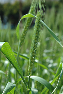 関東～九州で広く栽培されてきた中生の日本めん用小麦「農林61号」。