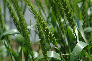中生の日本めん用小麦新品種で関東地域で「農林61号」に替わって栽培が増えている「さとのそら」。