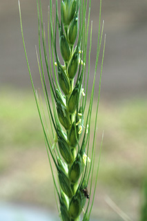 関東～東海で栽培されている中生の日本めん用小麦「あやひかり」。