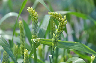 穂揃期となった遺伝の研究でよく用いられる小麦「Chinese Spring」。