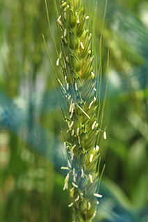 開花期となった日本めん用小麦「農林61号」。