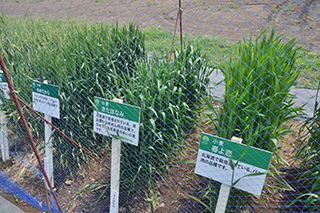 北海道で育成された小麦は穂揃期～開花期となりました。