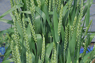 開花の始まった北海道で栽培されている日本めん用小麦「きたほなみ」。