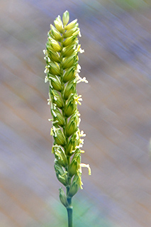 開花期となった遺伝の研究でよく用いられる小麦「Chinese Spring」。