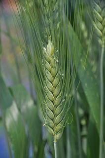 開花期となったパスタに用いられるデュラム小麦の「Dulio」。