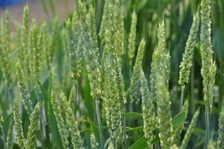 開花期となった北海道で栽培されている日本めん用小麦「きたほなみ」。