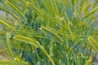 褐変しない性質ともち性を合わせ持ち、水溶性食物繊維β-グルカンを多く含む二条裸麦「キラリモチ」。