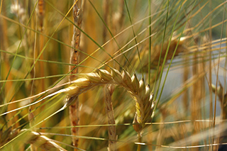 主に長崎県や福岡県で作付けされている縞萎縮病に強い多収の二条大麦「はるか二条」。