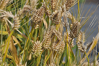 縞萎縮病抵抗性で「カシマムギ」よりやや晩生で、主に広島県と群馬県で作付けされている麦茶用六条大麦「さやかぜ」。