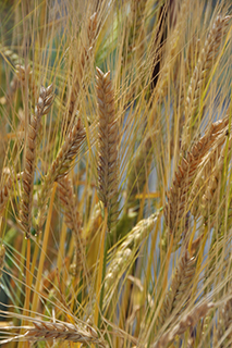 機能性が期待できる食物繊維β-グルカン を多く含む二条裸麦「ビューファイバー」で、栃木県などで作付けされています。