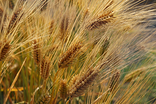 栃木県や群馬県など関東地域を中心に作付けされている精麦用六条大麦「シュンライ」。