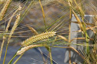褐変しない性質ともち性の両方を持ち、食物繊維β-グルカンを多く含む二条裸麦「キラリモチ」が色づいてきました。