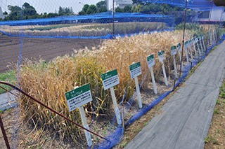 中生大麦までが成熟期となった5月24日の様子。