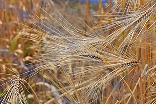 ポリフェノール含量が低く、麦ご飯にした時に褐変しない六条大麦「はるしらね」が成熟期となりました。