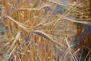 機能性が期待できる食物繊維β-グルカン を多く含み、栃木県などで作付けされている二条裸麦「ビューファイバー」が成熟期となりました。