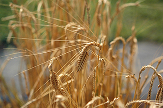 褐変しない性質ともち性の両方を持ち、食物繊維β-グルカンを多く含む二条裸麦「キラリモチ」が成熟期となりました。