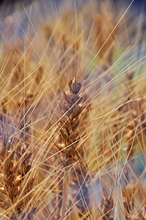 関東～東海での栽培に適した多収のパン用小麦「ユメシホウ」が成熟期となりました。