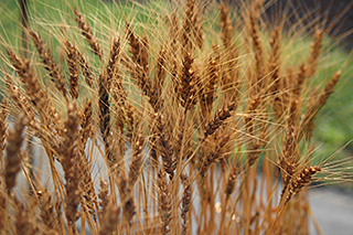 福岡県、熊本県などの九州を中心に西日本で広く栽培されているパン用小麦「ミナミノカオリ」が成熟期となりました。