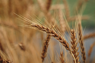 穂発芽や赤かび病に比較的強く、滋賀県、岐阜県、愛知県などで栽培されている日本めん用小麦「農林61号」が成熟期となりました。