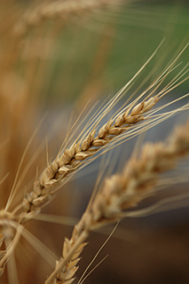 三重県や埼玉県などの関東～東海で栽培されているめんのもちもち感が特徴の小麦「あやひかり」が成熟期となりました。