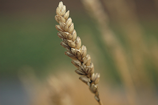 小麦の遺伝研究でよく用いられる野毛(芒)が短い「Chinese Spring」が成熟期となりました。