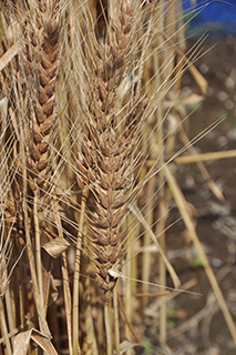 主に北海道で栽培されているグルテンの力が強く、ブレンド利用に適したパン用小麦「ゆめちから」。