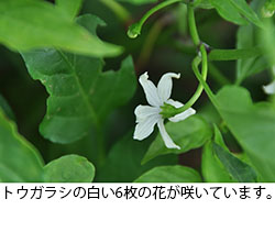 トウガラシの白い6枚の花が咲いています。