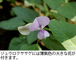 ジュウロクササゲには薄紫色の大きな花が付きます。