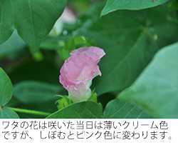 ワタの花は咲いた当日は薄いクリーム色ですが、しぼむとピンク色に変わります。