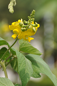 東南アジア原産のマメ科で黄色い花をつける「カニノメ」