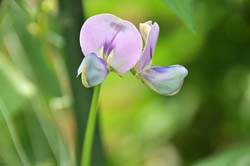 「ジュウロクササゲ」の花