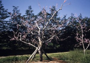 モモ品種「ちよひめ」の樹姿