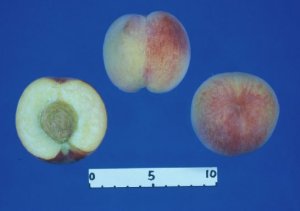 モモ品種「アーリーゴールド」の果実
