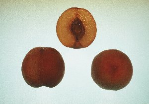 モモ品種「フレーバーゴールド」の果実