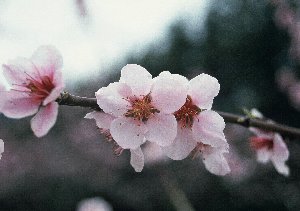 モモ品種「ヒラツカレッド」の花