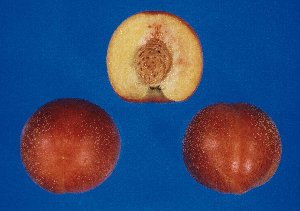 モモ品種「ヒラツカレッド」の果実