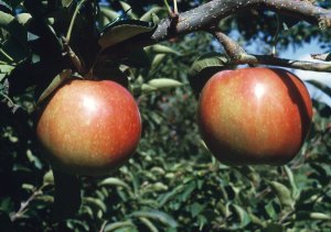リンゴ品種「きたかみ」結実状況