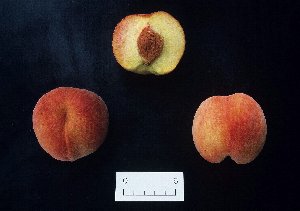 モモ品種「錦」の果実