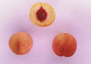 モモ品種「スイートゴールド」の果実