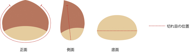 「ぽろたん」に付ける傷の切れ目の範囲と位置