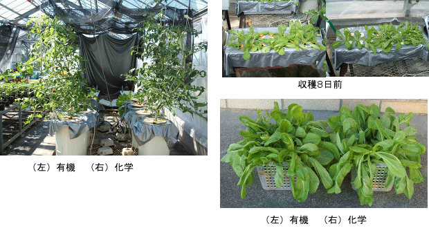 有機肥料と化学肥料との育成比較