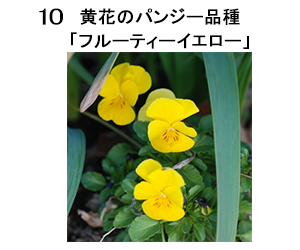 図10 黄花のパンジー品種「フルーティーイエロー」