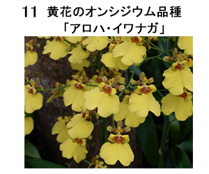図11 黄花のオンシジウム品種「アロハ・イワナガ」