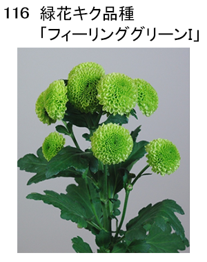 野菜花き研究部門 緑色 農研機構