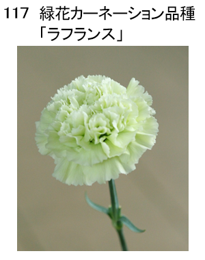 野菜花き研究部門 緑色 農研機構